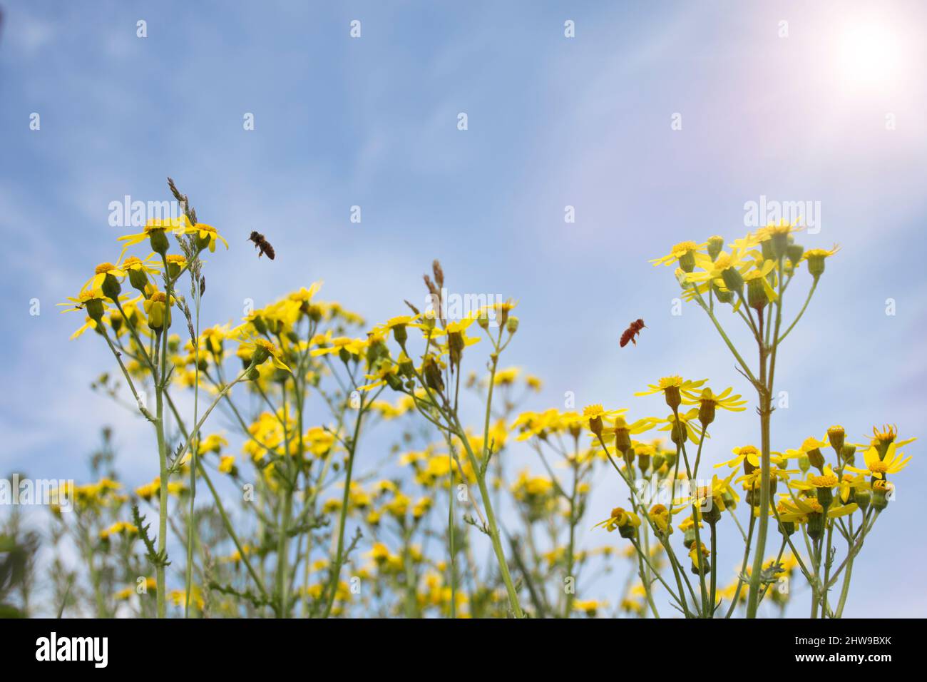 fiori selvatici margherite gialle, con api volanti, in una giornata di sole Foto Stock