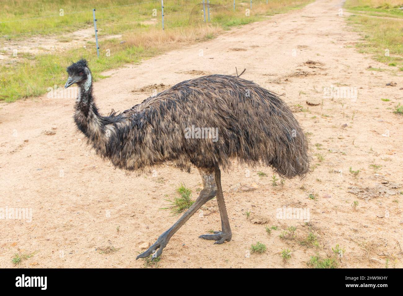 Fotografia di un grande emu adulto su una pista sterrata nelle Tablelands centrali del nuovo Galles del Sud in Australia. Foto Stock