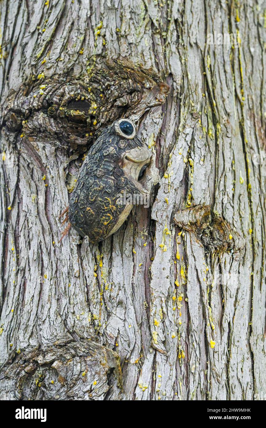 ornamento di rana camuffata su albero Foto Stock