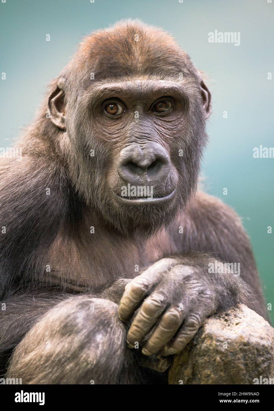 Primo piano ritratto del giovane gorilla lowland occidentale Foto Stock