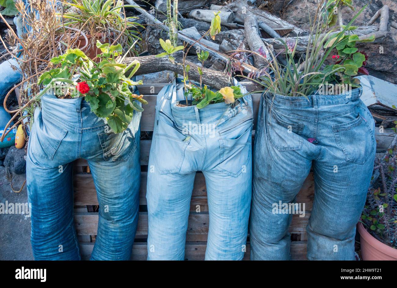Jeans antichi denim usati come contenitori di piante in giardino. Giardino insolito, contenitore di piante, riciclaggio vecchi abiti. Foto Stock
