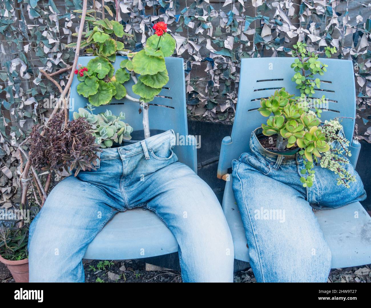 Jeans antichi denim usati come contenitori di piante in giardino. Giardino insolito, contenitore di piante, riciclaggio vecchi abiti. Foto Stock