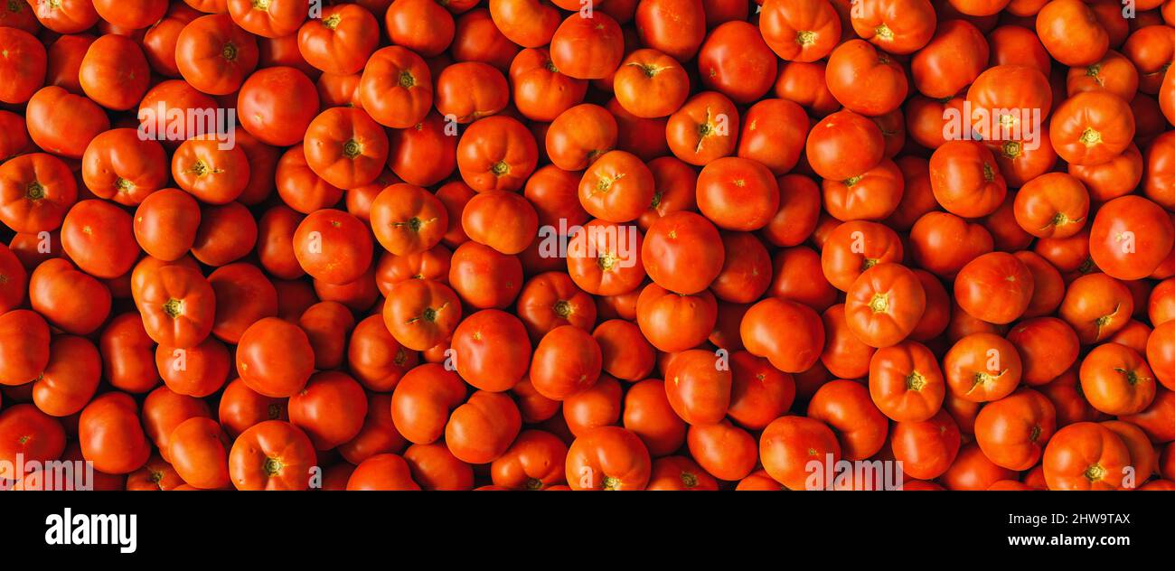 Un sacco di pomodori rossi freschi come trama di fondo con pomodori beefsteak e altre varietà Foto Stock