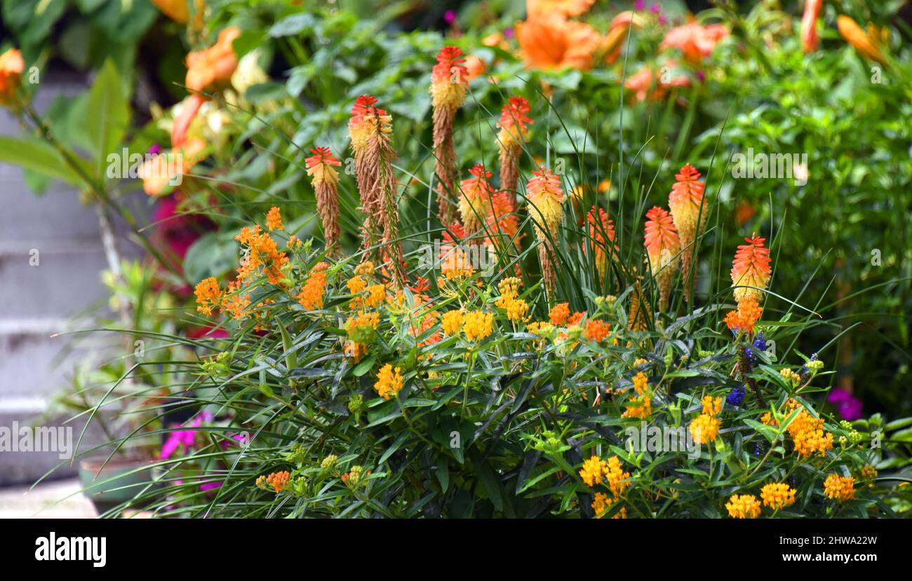 Torcia Lily, anche noto come Red Hot Poker, fiorisce oltre a passi. Altri fiori da giardino li circondano. Foto Stock