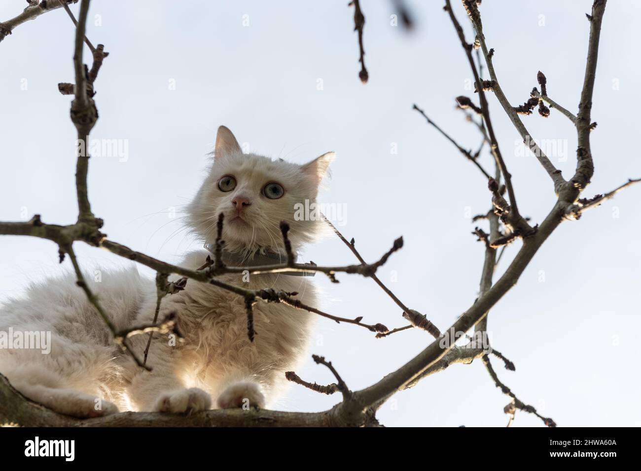 cat up a albero. immagine chiave alta Foto Stock