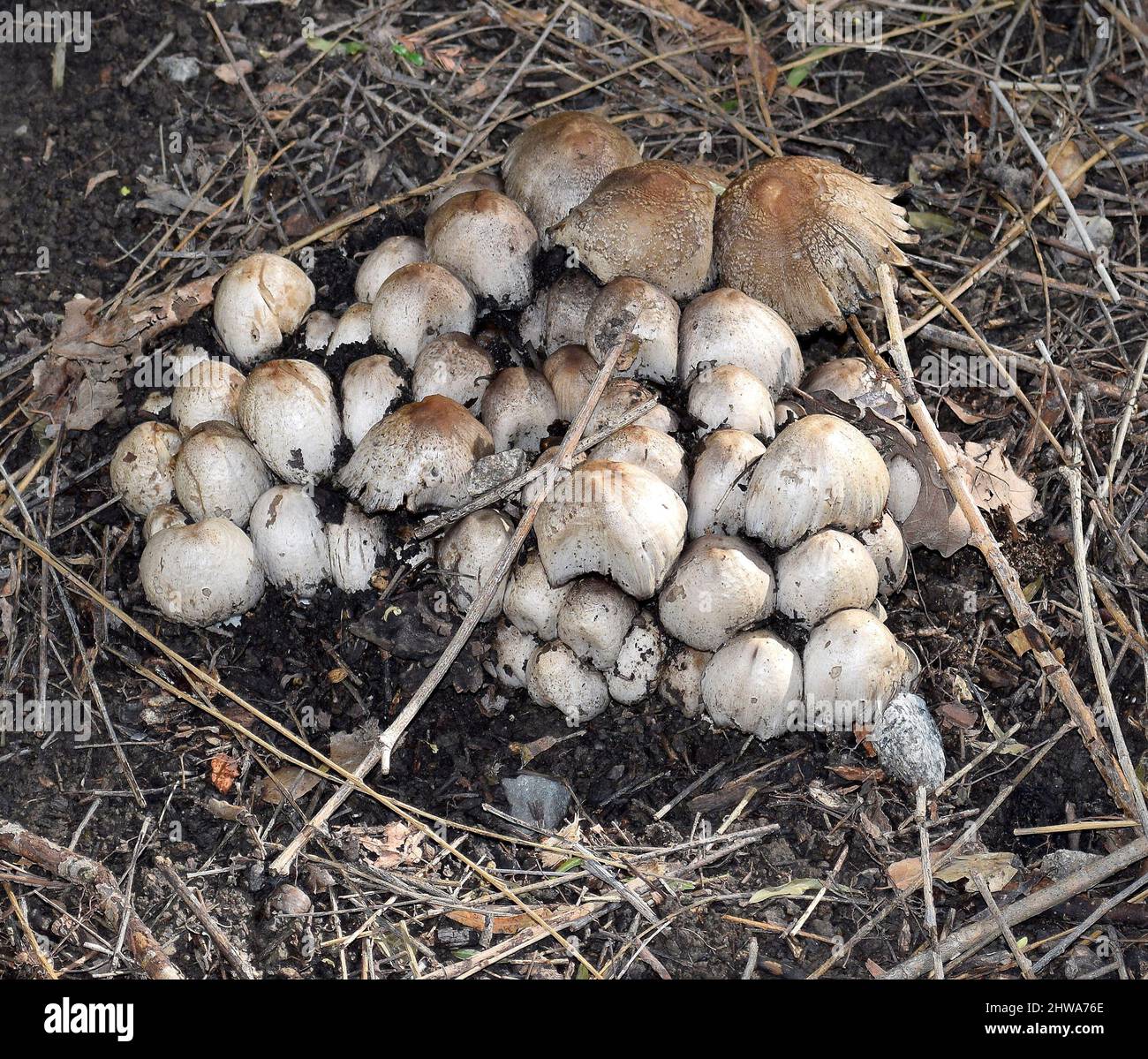 I funghi del club che crescono a Union City California. Foto Stock