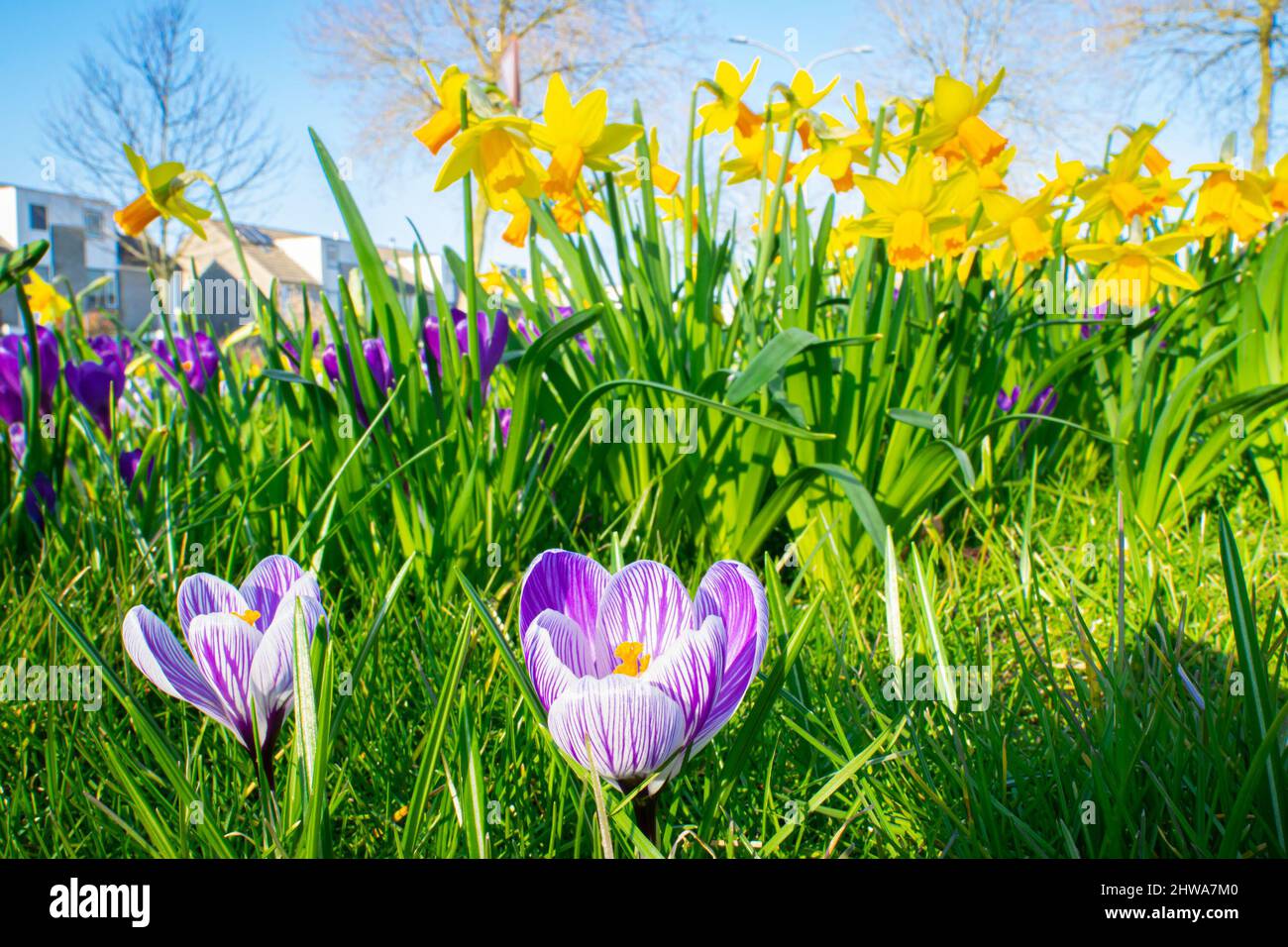 Immagine primaverile di fiori di cocco viola in primo piano e narcisi gialli sullo sfondo. Messa a fuoco in primo piano. Foto Stock