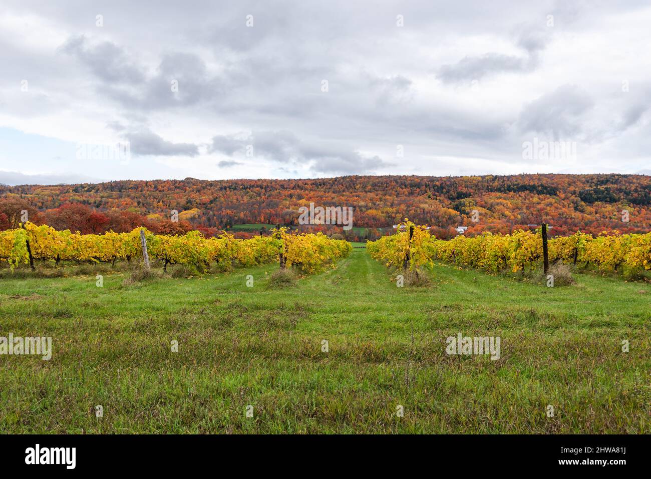In autunno, vigneto sulla costa di Beaupre a Saint-Joachim (Quebec, Canada) Foto Stock