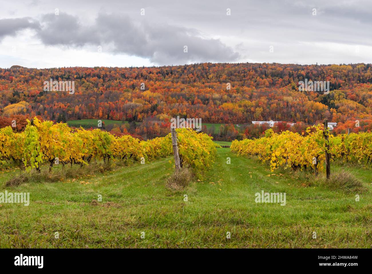 In autunno, vigneto sulla costa di Beaupre a Saint-Joachim (Quebec, Canada) Foto Stock