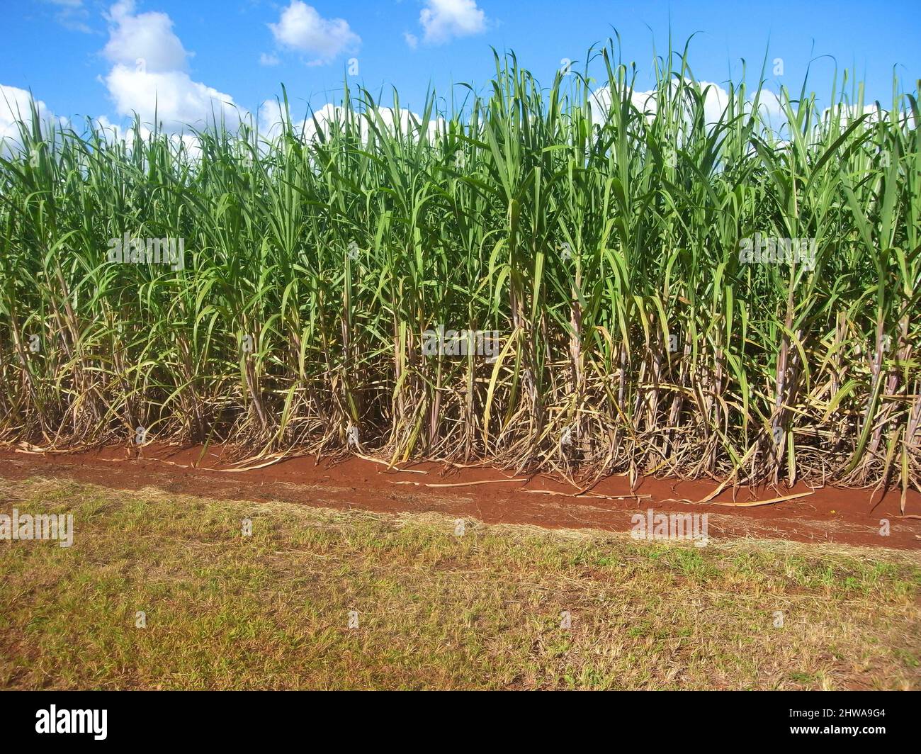 Canna da zucchero (Saccharum officinarum), piantagione di canna da zucchero, Australia, Queensland Foto Stock