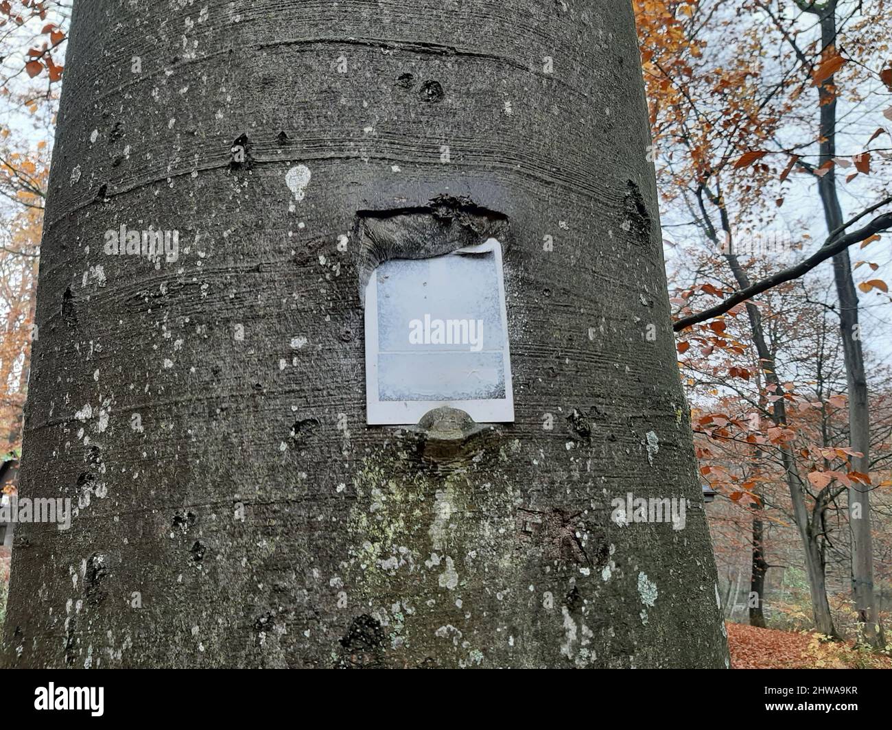 Faggio comune (Fagus sylvatica), cartello da trekking su un tronco di faggio, Germania Foto Stock