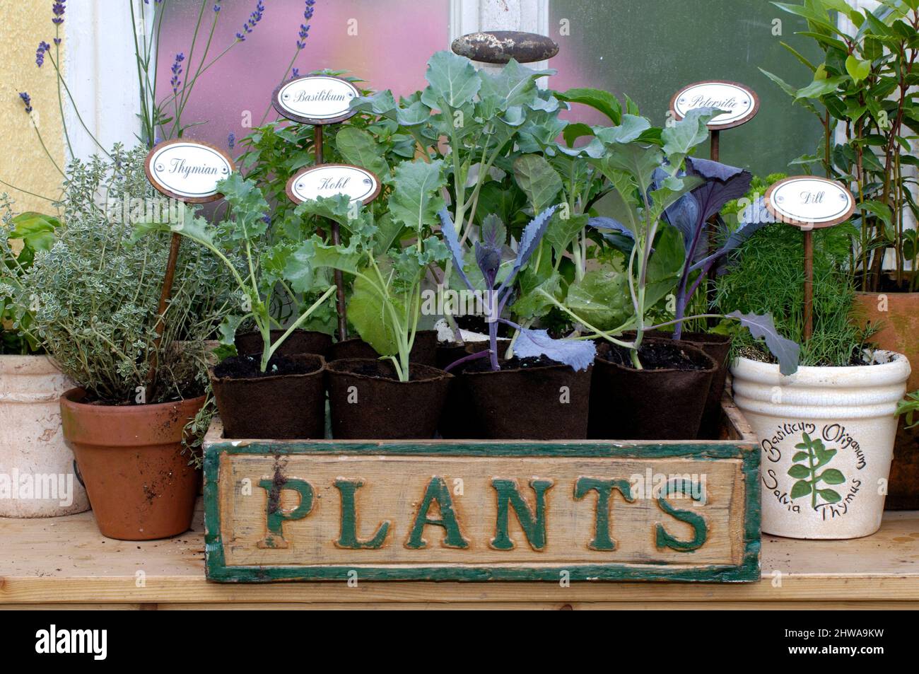 Ledge con diverse erbe e piante vegetali giovani, Germania Foto Stock