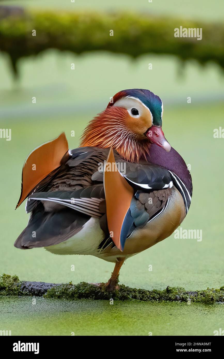 Anatra mandarino (Aix galericulata), drake in piedi su un ramo in uno stagno pieno di anatra, Germania Foto Stock