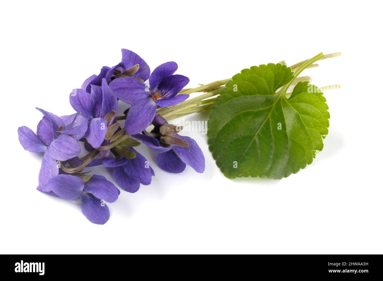 Violetto inglese, violetto dolce (viola odorata), fiori e foglie, tagliato Foto Stock
