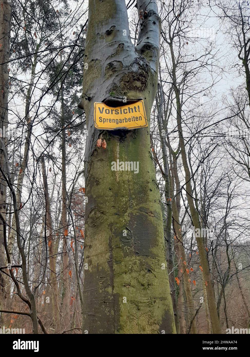 Faggio comune (Fagus sylvatica), segnale di avvertimento intrecchito al tronco di faggio, operazione di sabbiatura, Germania Foto Stock