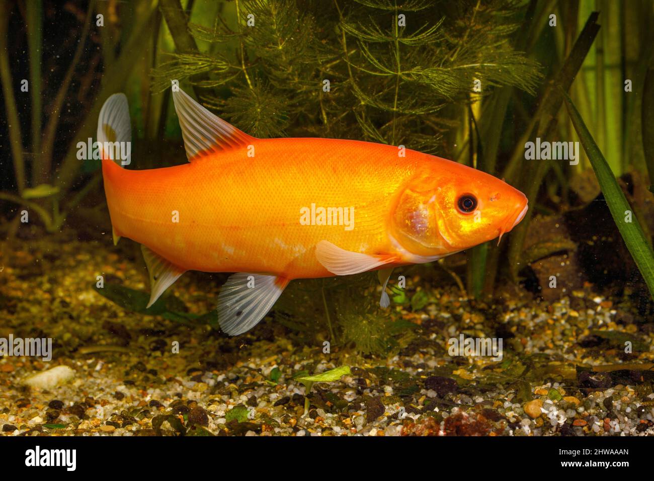 Tinch (Tinca tinca), varietà di colore arancione, spenniere Foto Stock