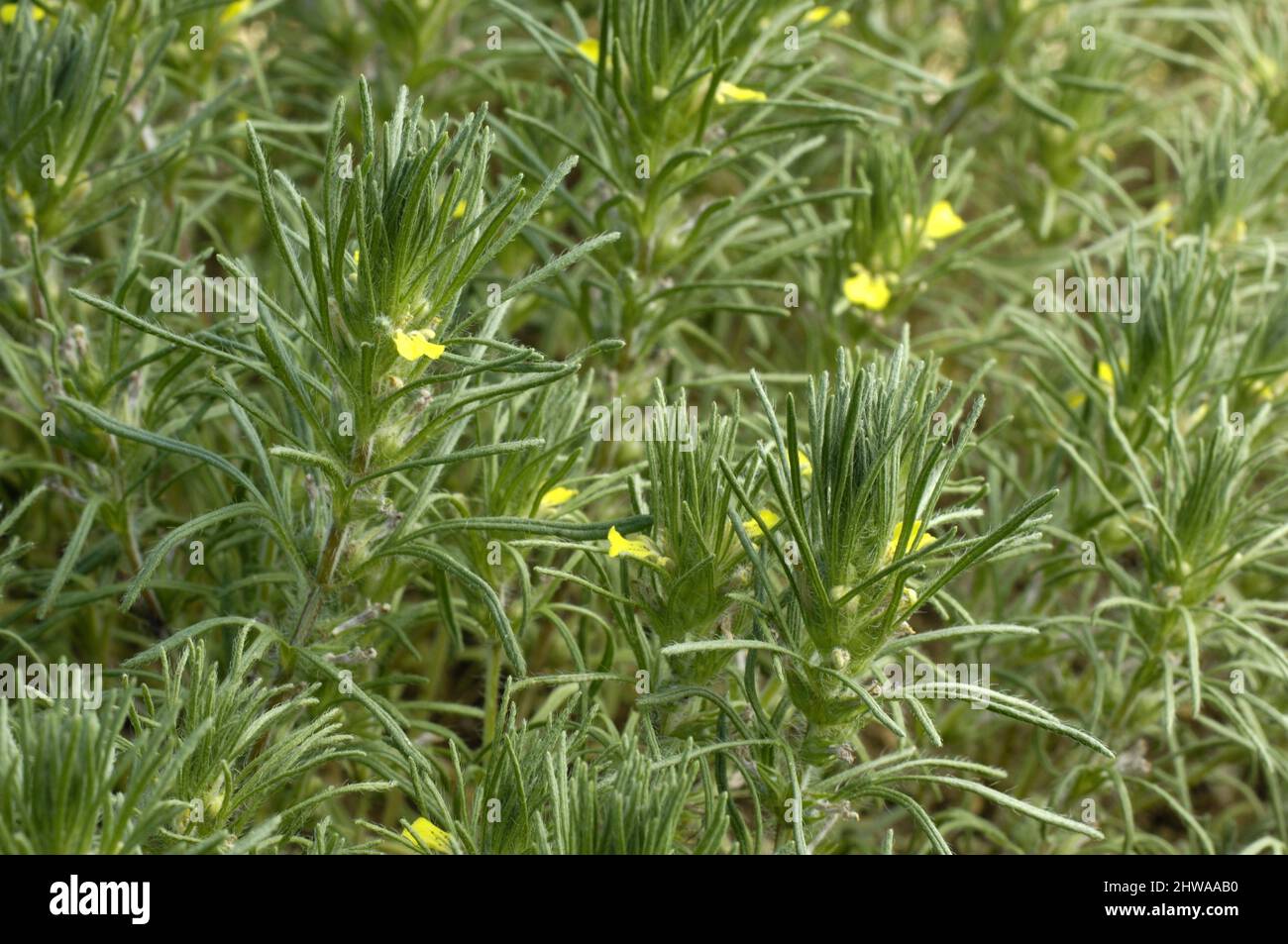 Bugle giallo, pino macinato, pino macinato, Bugleweed giallo (Ajuga chamaepitys, Chamaepitys chia, chamaepitys teutrium), fioritura, erbacce rare, Foto Stock