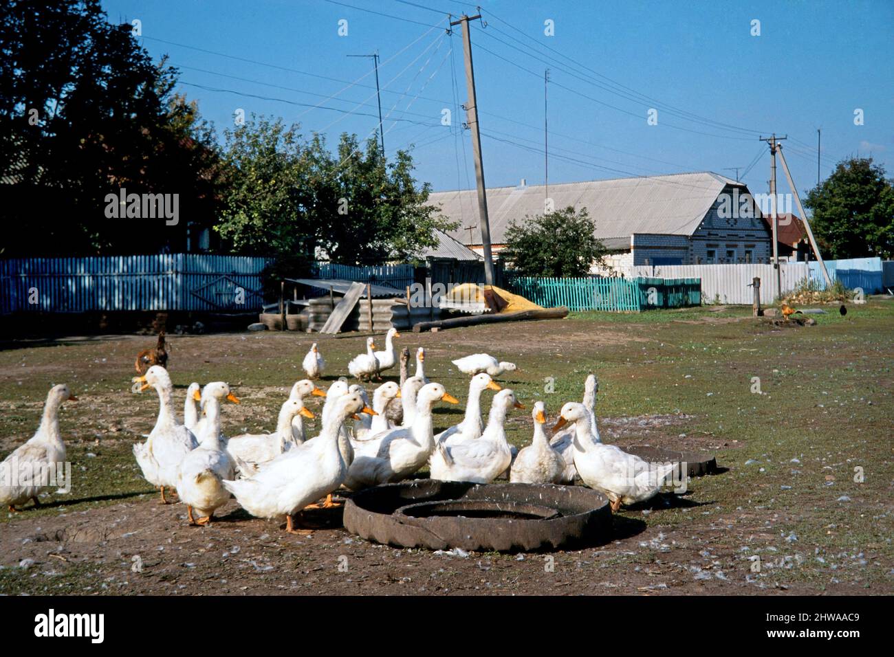 Anatra domestica (Anas platyrhynchos F. domestica), anatre domestiche ad una valle bevente, Russia Foto Stock