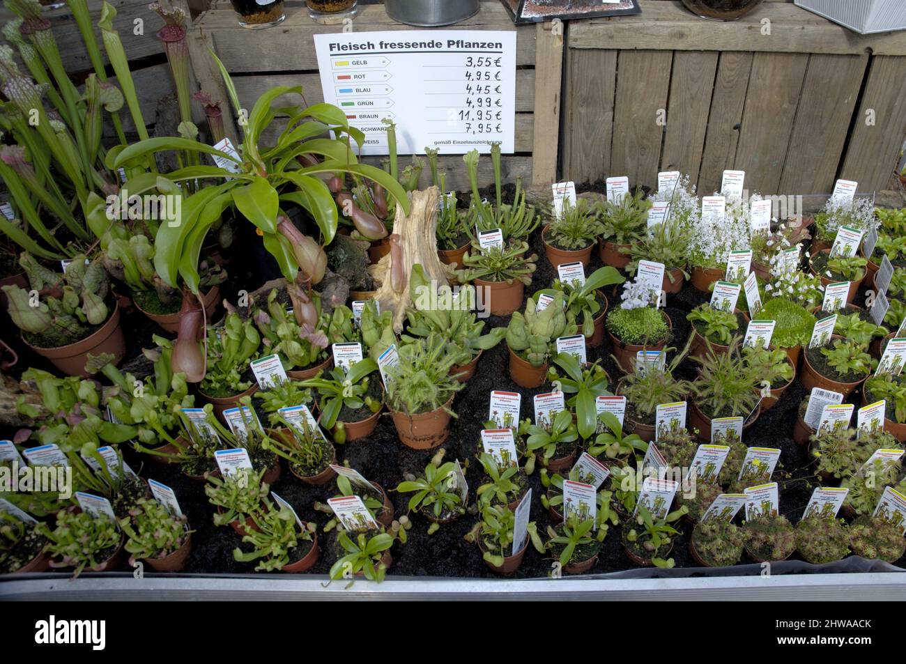 Piante carnivore da vendere in un centro giardino, Germania Foto Stock