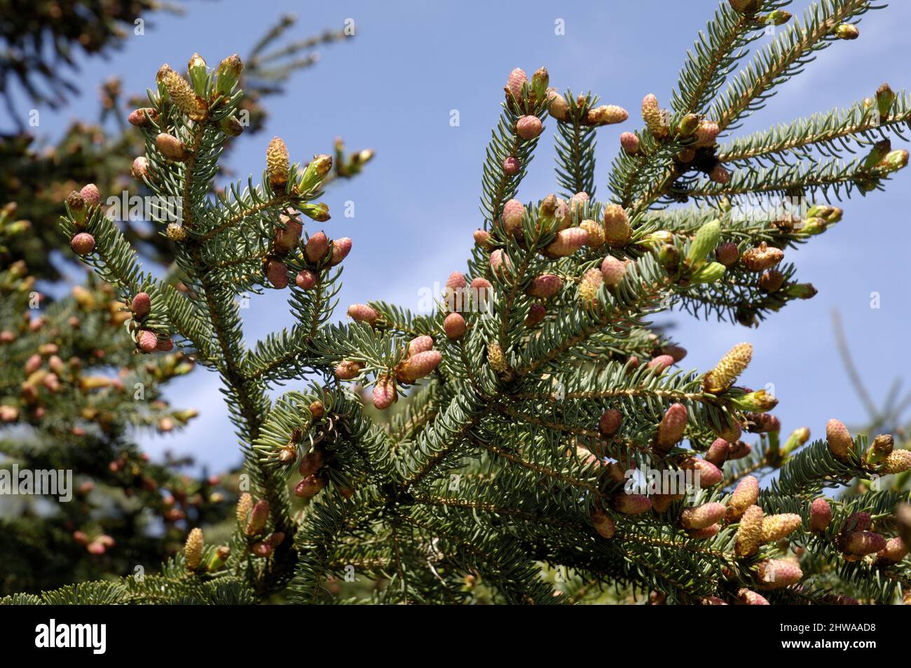 Abete rosso, abete rosso, abete bianco, abete rosso, abete bianco, abete rosso (Picea glauca), ramificazione con fiori mali Foto Stock