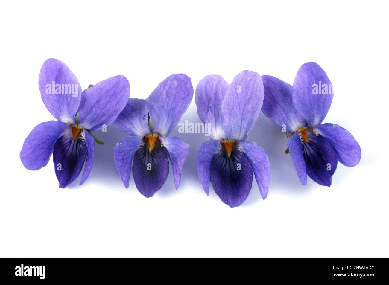 Violetto inglese, violetto dolce (viola odorata), quattro fiori, tagliato Foto Stock