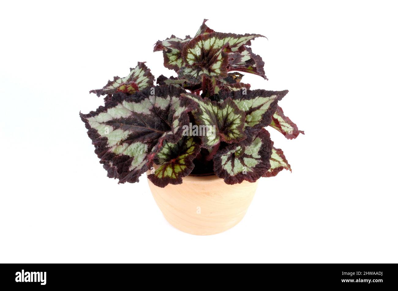 Begonia cultivar immagini e fotografie stock ad alta risoluzione - Alamy