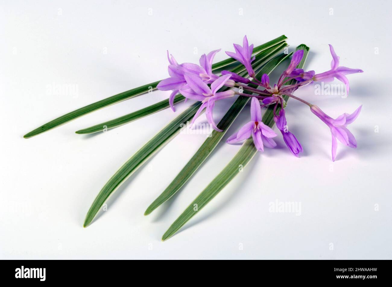 Offerta 3 Bulbi Di Agapanthus Bianco, Pianta Sudafricana Fiorifera, Per Aiuole E Vasi, Altezza 65 Cm, Fioritura Estiva