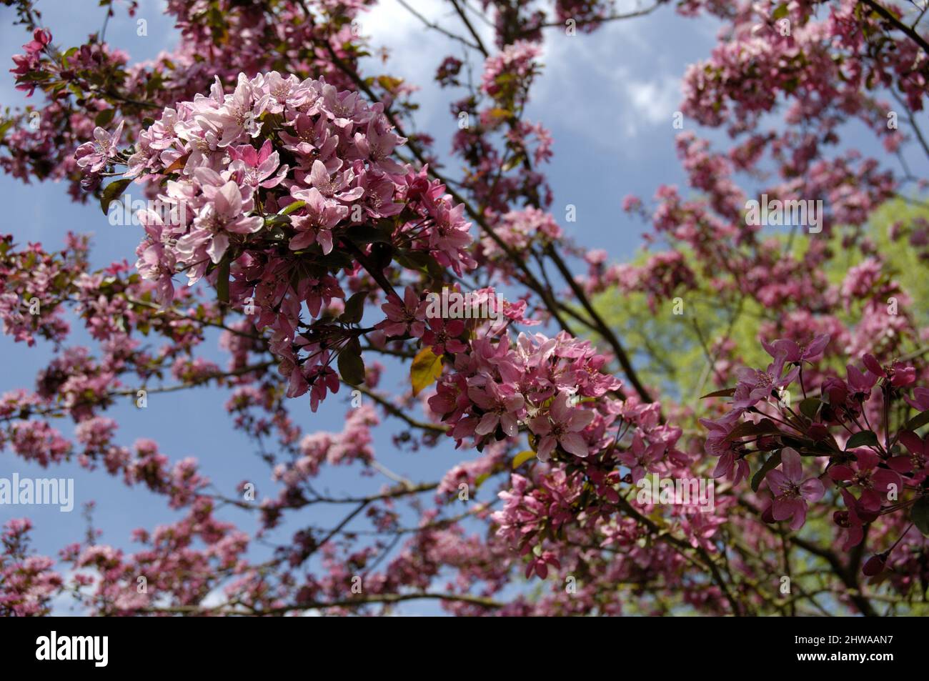 Eley Crabapple (Malus x purpurea, Malus purpurea), fiorente Foto Stock