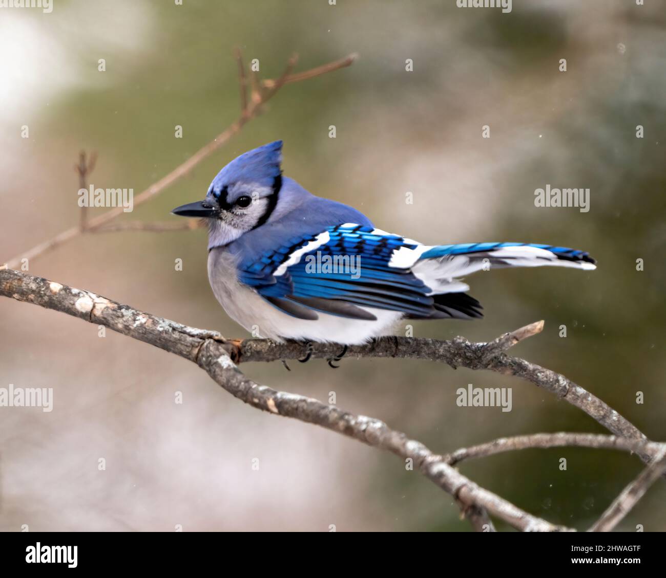 Blue Jay uccello primo piano appollaiato su un ramo con uno sfondo di foresta sfocata nella stagione invernale ambiente e habitat che mostra piume blu. Jay. Foto Stock