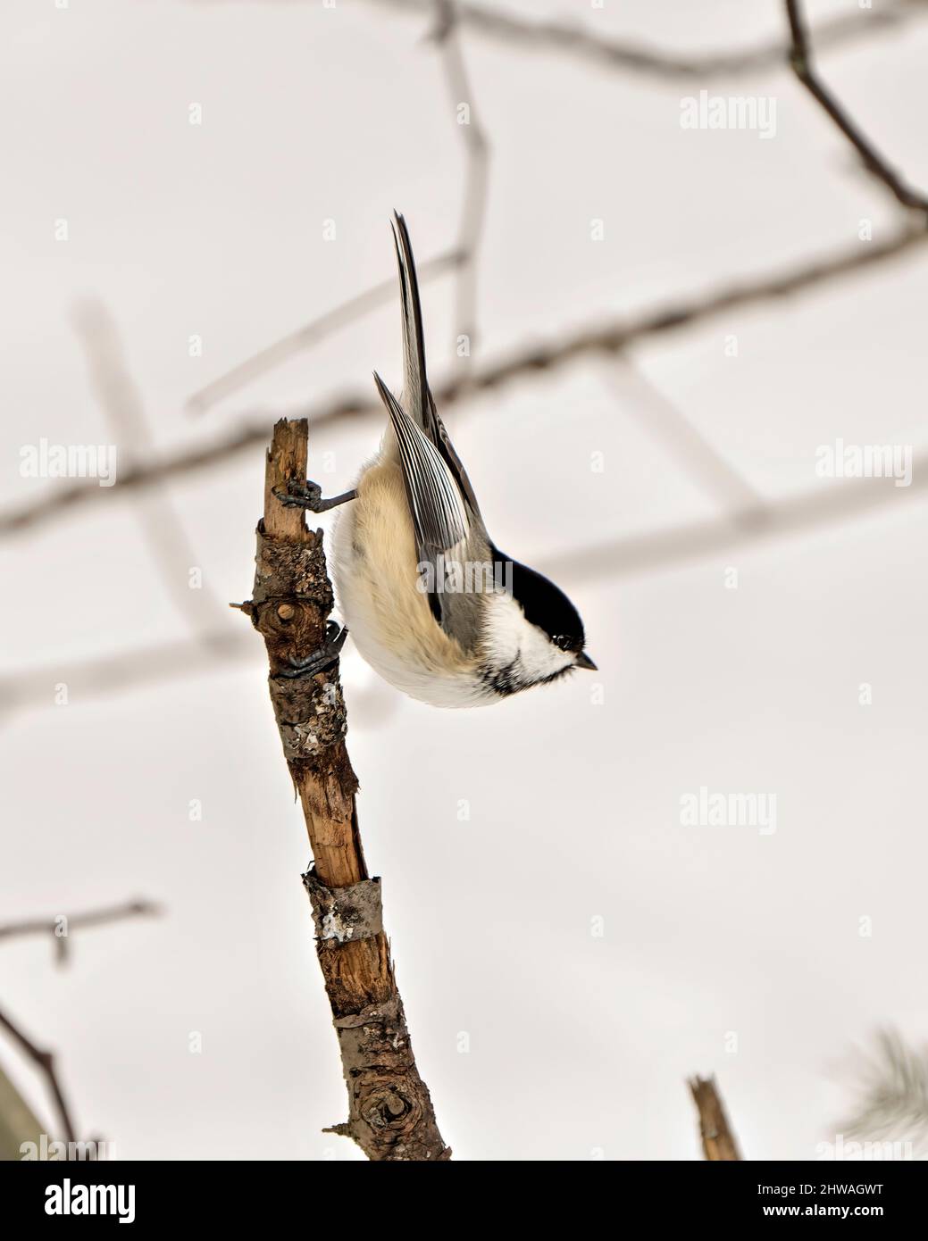 Uccello di Chickadee arroccato su un ramo godendo del suo habitat e ambiente circostante che mostra piume di piume, corpo, testa, occhio, becco, piumaggio. Foto Stock