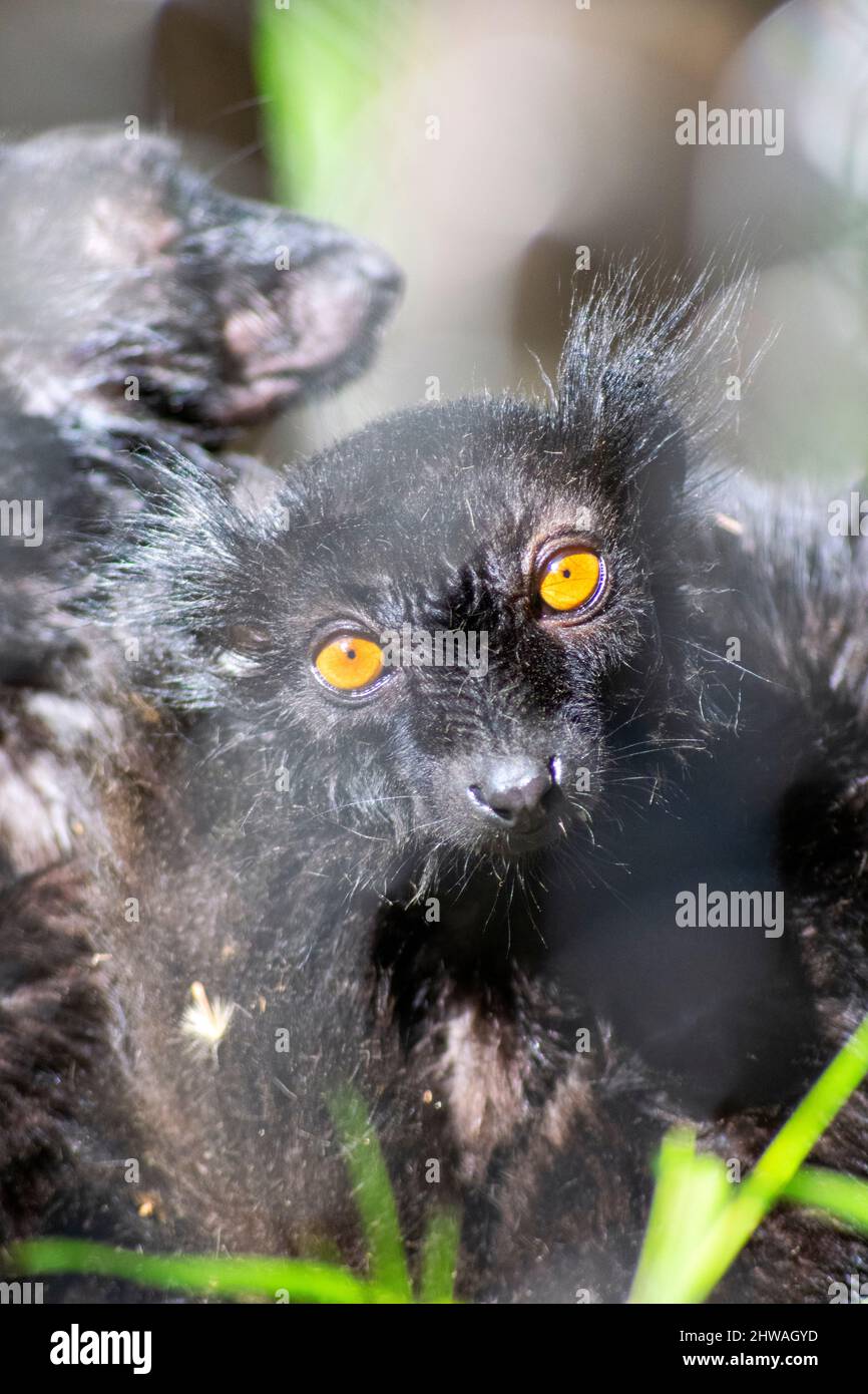 Il lemure nero (Eulemur macaco) è una specie di lemure della famiglia Lemuridae. Foto Stock