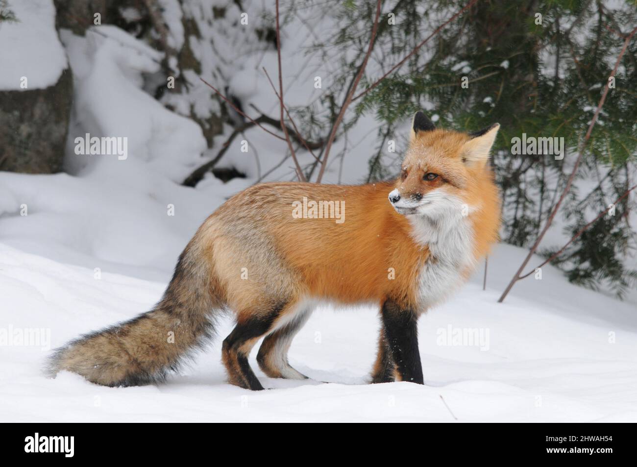 Vista del profilo della volpe rossa in primo piano nella stagione invernale nel suo ambiente e habitat con aghi di abete e fondo di neve con coda di volpe boscura, Foto Stock