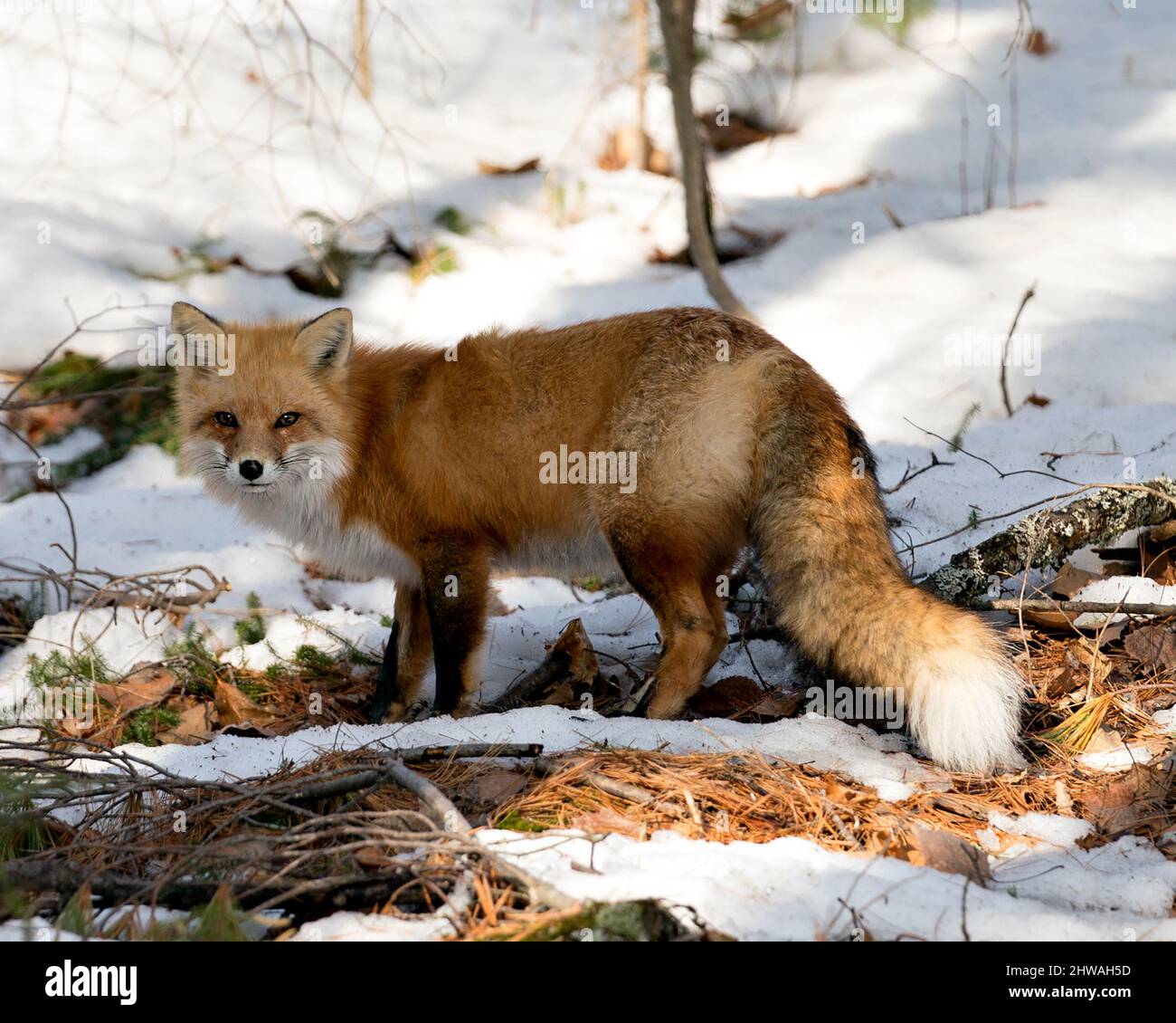 Volpe rossa primo piano profilo vista laterale nella stagione invernale nel suo ambiente e habitat con neve e rami sfondo, mostrando boscaglia coda di volpe. Foto Stock