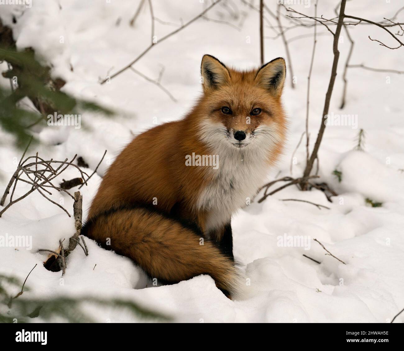 Vista ravvicinata della volpe rossa seduta sulla neve con coda di volpe, pelliccia nella stagione invernale nel suo ambiente e habitat con fondo nevoso. Foto Stock