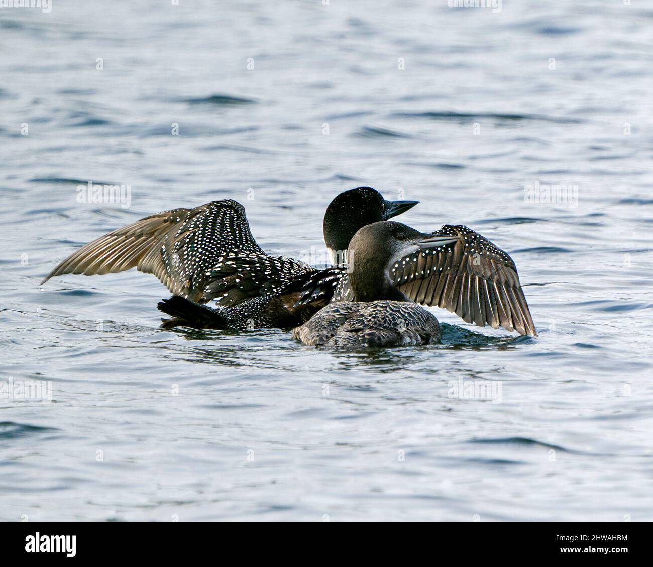 loon comune con bambino giovane immaturo loon nella sua fase di nuoto crescente con ali sparse nel loro ambiente e habitat circostante con vista posteriore. Foto Stock