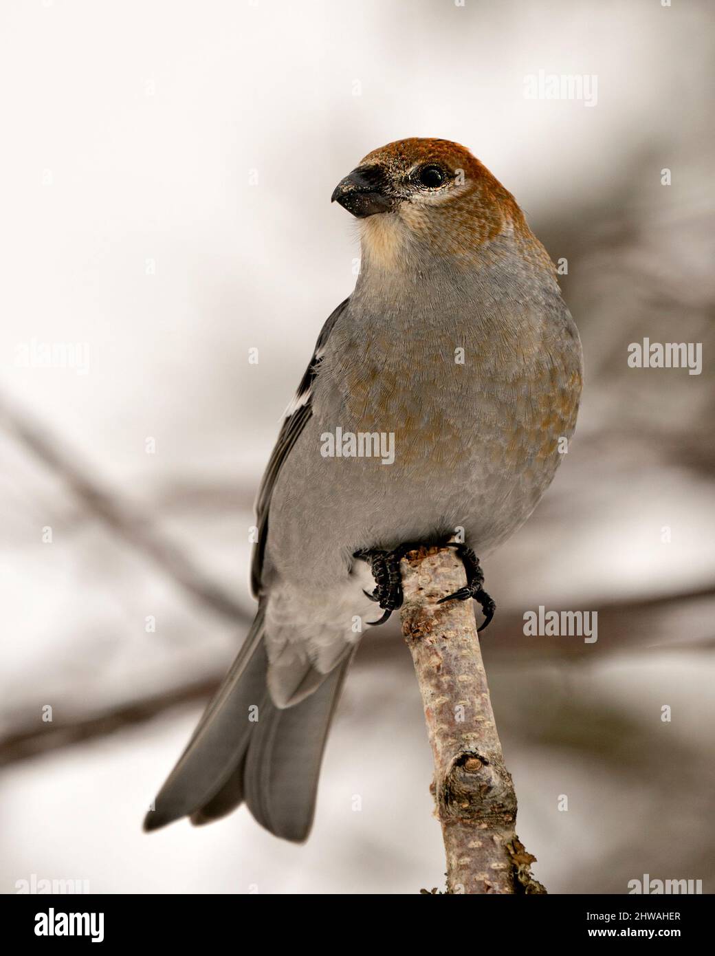 Pine Grosbeak vista profilo femminile close-up, arroccato con uno sfondo sfocato nel suo ambiente e habitat. Immagine di Grossbeak. Immagine. Verticale. Foto Stock