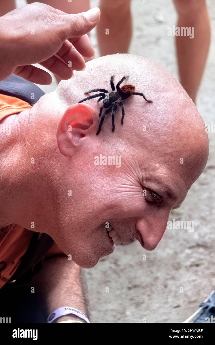 Tarantula sulla testa, Parco Nazionale Tikal, Petén, Guatemala Foto Stock