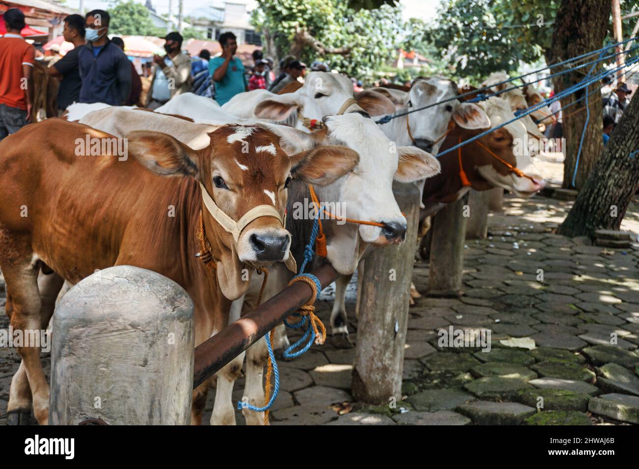 Le mucche sono vendute al mercato del bestiame davanti a Eid al-Adha Foto Stock