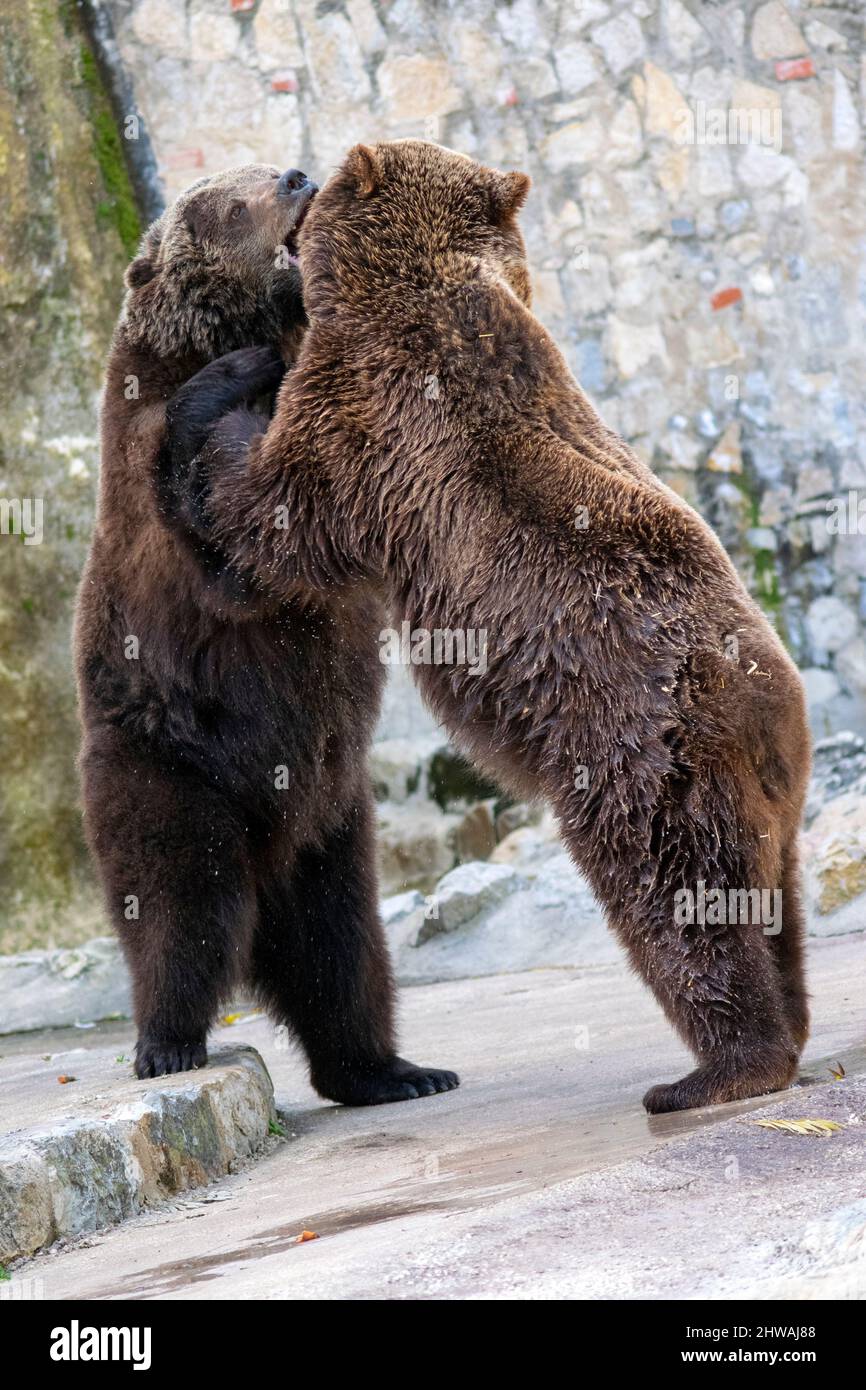 Zoo di Lisbona, portogallo. L'orso grizzly (Ursus arctos horribilis), noto anche come l'orso bruno nordamericano o semplicemente grizzly. Due orsi che giocano. Foto Stock