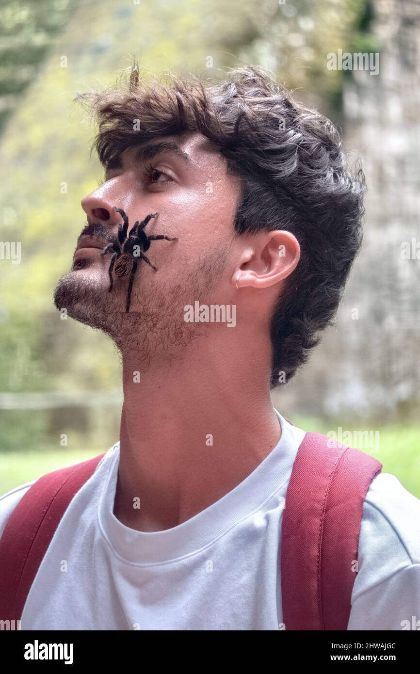 Tarantula sulla testa, Parco Nazionale Tikal, Petén, Guatemala Foto Stock