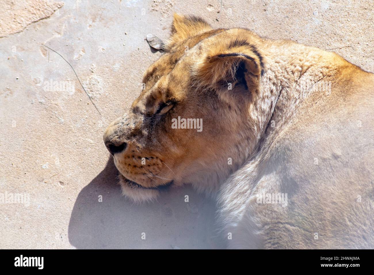 Leonessa, leone femmina che riposa al sole. Animali allo zoo. Gatti grandi femmine. Foto Stock