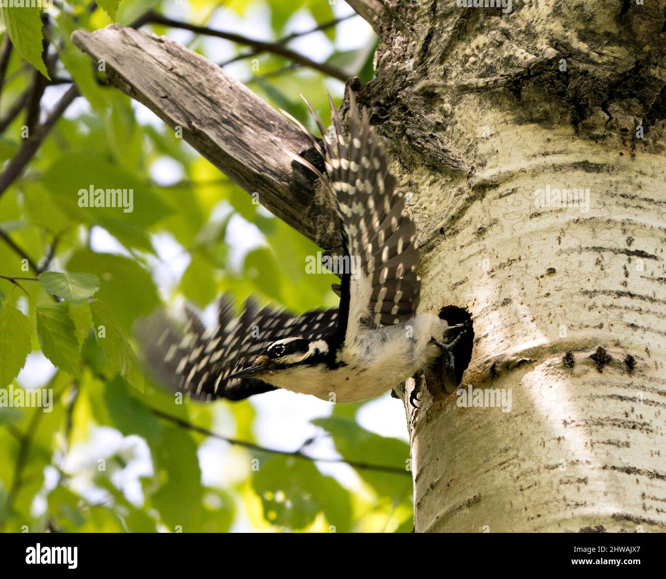 Woodpecker esce dalla sua casa nido con ali sparse nel suo ambiente e habitat circostante. Immagine femminile pelosa Woodpecker. Immagine. Verticale Foto Stock