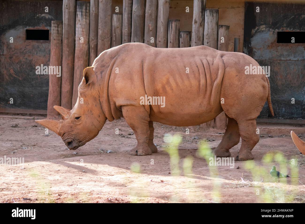 Il rinoceronte bianco (Ceratotherium simum), è la più grande specie di rinoceronte esistente. È la più sociale di tutte le specie di rinoceronte. Secondo animale più grande Foto Stock