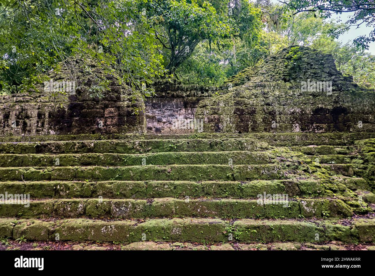 La giungla che prende sopra le antiche rovine Maya, il Parco Nazionale di Tikal, Petén, Guatemala Foto Stock