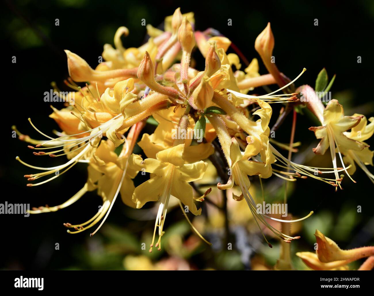 Primo piano di fiori di fiamma azalea alla luce del sole su sfondo sfocato Foto Stock