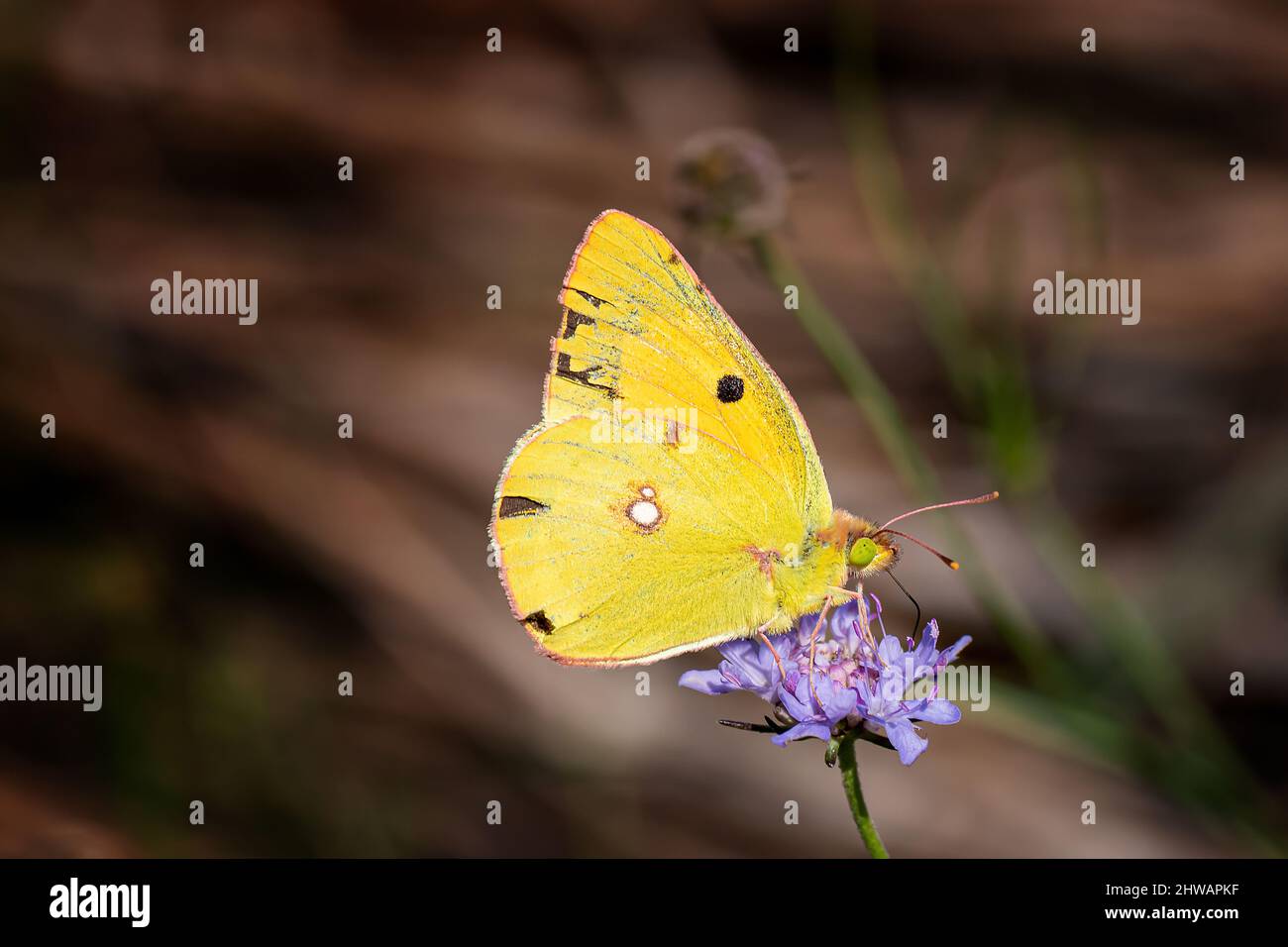 Primo piano di Colias croceus farfalla su fiore viola in sfondo sfocato Foto Stock