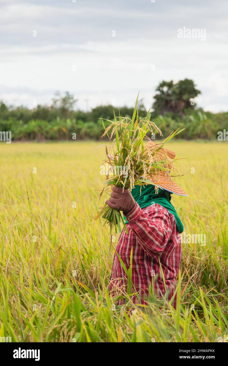 Agricoltori asiatici che raccolgono risone biologico in Thailandia. Foto Stock