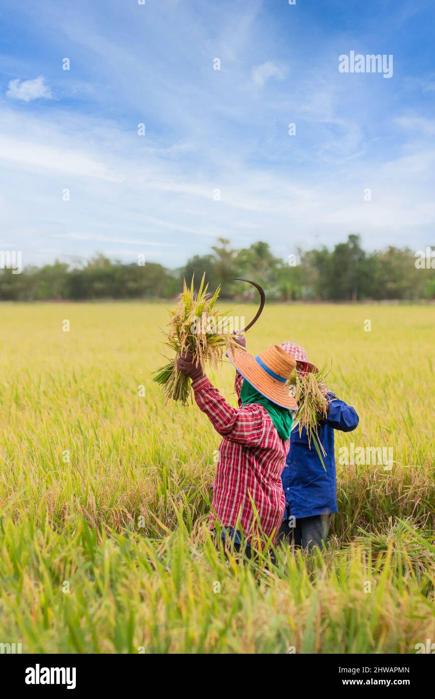 Due agricoltori asiatici che raccolgono risone biologico in Thailandia. Foto Stock