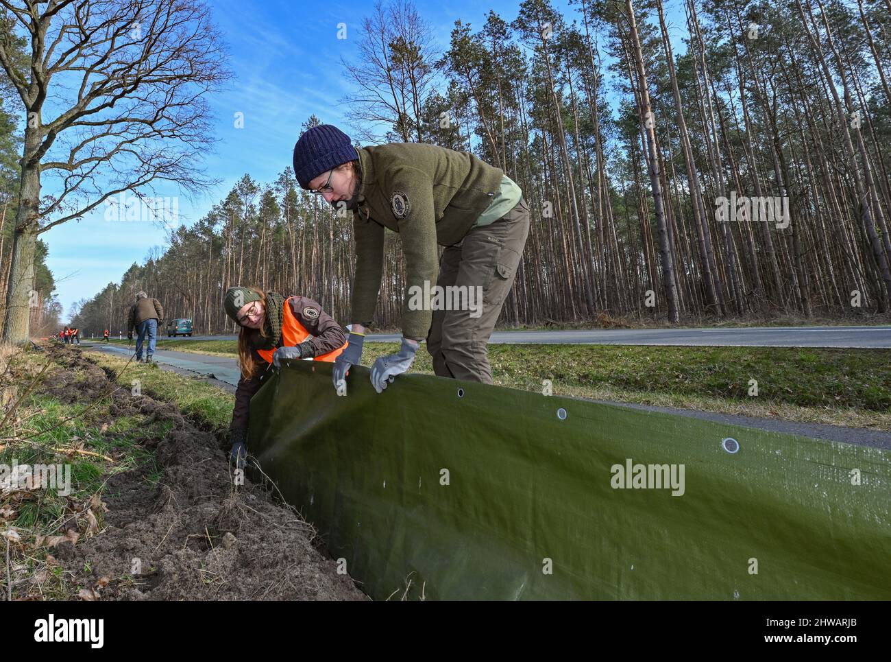 02 marzo 2022, Brandeburgo, Buckow: Lea Potrafke (l) e Nora Farnbacher, entrambi i ranger con l'Associazione federale tedesca per la conservazione della natura, sono impegnati a creare una recinzione in punta lungo una strada a Märkische Schweiz. Ora, soprattutto i comuni rospi e le rane di moor stanno iniziando la loro migrazione. A causa delle temperature miti degli ultimi giorni, questi animali stanno lentamente diventando nuovamente attivi. Non appena le temperature notturne non scendono più al di sotto dei sei gradi, i rospi, i rospi, i rospi, i salamandri e le rane iniziano la loro migrazione primaverile verso le loro acque ancestrali di riproduzione. (A dpa: 'Dramatic Foto Stock