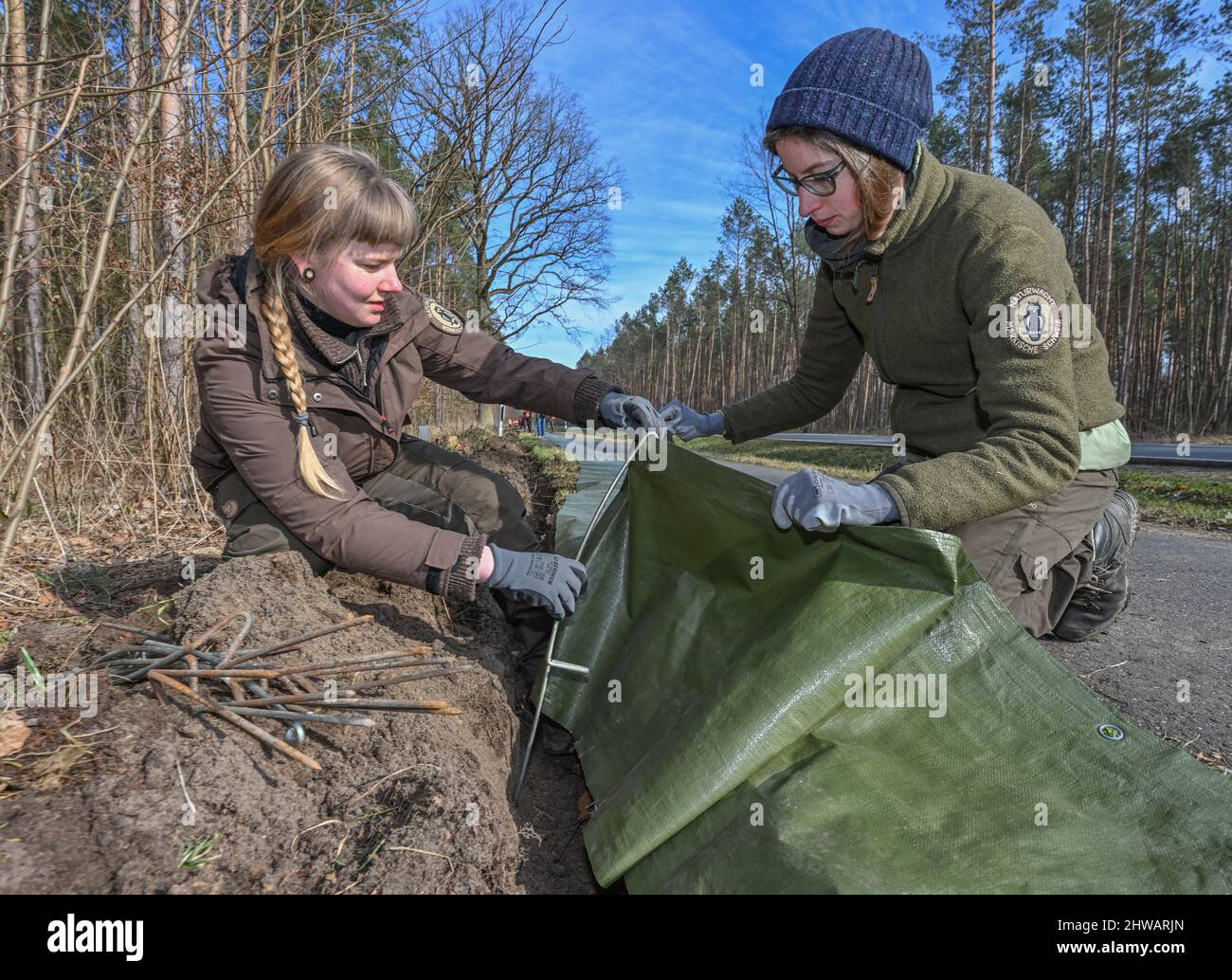 02 marzo 2022, Brandeburgo, Buckow: Henriette Brune (l) e Nora Farnbacher, entrambi i rangers della Bundesverband Naturwacht e.V., sono impegnati a creare una recinzione per il rospo lungo una strada a Märkische Schweiz. Ora, soprattutto i comuni rospi e le rane di moor stanno iniziando la loro migrazione. A causa delle temperature miti degli ultimi giorni, questi animali stanno lentamente diventando nuovamente attivi. Non appena le temperature notturne non scendono più al di sotto dei sei gradi, i rospi, i rospi, i rospi, i salamandri e le rane iniziano la loro migrazione primaverile verso le loro acque ancestrali di riproduzione. (A dpa: 'Declino ramatico del rospo, fra Foto Stock